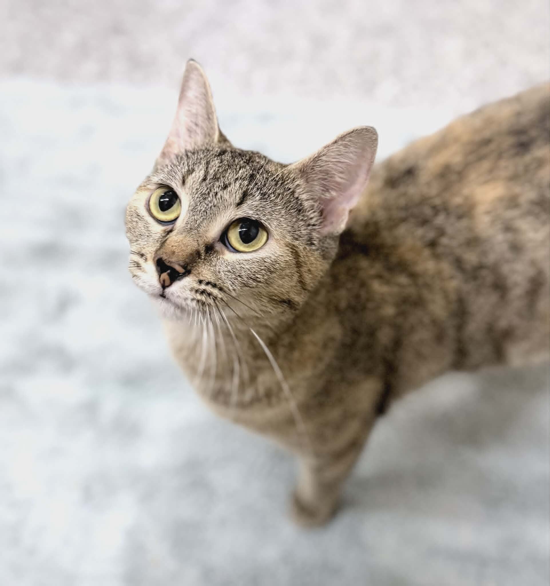 Picture of the Animal Listed